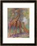 Three Giraffes by Louis A. Sargent Limited Edition Print