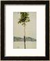 Horse Chestnut Tree, Lake Constance, 1912 by Egon Schiele Limited Edition Print