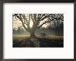 The Battlefield, Shiloh National Military Park, Tennessee by Sam Abell Limited Edition Print