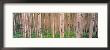 Spring Aspen, Independence Pass, Colorado, Usa by Terry Eggers Limited Edition Print