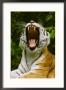 Amur Tigerpanthera Tigris Altaicayawning, Mouth Open Wide, Endangered by Brian Kenney Limited Edition Print