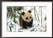 Panda Cub On Snow, Wolong, Sichuan, China by Keren Su Limited Edition Print