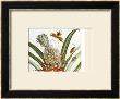 Pineapple (Ananas) With Surinam Insects by Maria Sibylla Merian Limited Edition Pricing Art Print