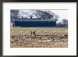 Brown Hares, Pair Of Brown Hares Boxing Close To Farm Buidlings, Lancashire, Uk by Elliott Neep Limited Edition Print