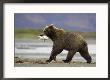 Grizzly Bear, Adult Female Carrying Salmon, Alaska by Mark Hamblin Limited Edition Print