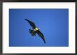 Peregrine Falcon, Falco Peregrinus Immature Female In Flight Scotland, Uk by Mark Hamblin Limited Edition Print