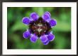 Self-Heal by Mark Hamblin Limited Edition Print