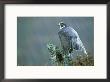 Peregrine Falcon, Falco Peregrinus by Mark Hamblin Limited Edition Pricing Art Print