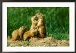 Black-Tailed Prairie Dogs, Female With Pups, Colorado by David Boag Limited Edition Print