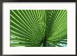 Palm Leaf, Scotland by Iain Sarjeant Limited Edition Pricing Art Print