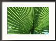 Palm Leaf, Scotland by Iain Sarjeant Limited Edition Print