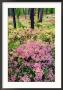 Bilberry On Pine Forest Floor In Autumn, Norway by Mark Hamblin Limited Edition Print
