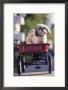 Dog In Little Red Wagon by Mitch Diamond Limited Edition Print