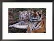 White Bengal Tigers by Lynn M. Stone Limited Edition Pricing Art Print