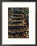 Stone Stairs, Rickett Glen State Park by Mark Hunt Limited Edition Pricing Art Print