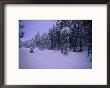 A Snowmobiler Stops To Look At A Foraging Elk by O. Louis Mazzatenta Limited Edition Print