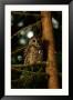 Female Northern Spotted Owl In An Old Growth Forest Area by James P. Blair Limited Edition Print