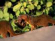 Dwarf Mongoose Carrying Young, Serengeti, Tanzania, E Africa by Anup Shah Limited Edition Print