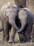 Young African Elephants With Trunks Entwined, Masai Mara, Kenya by Anup Shah Limited Edition Pricing Art Print