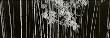 Bamboo, China by Helmut Hirler Limited Edition Print