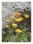 Golden Poppies by Dave Palmer Limited Edition Pricing Art Print