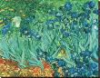 Iris's by Vincent Van Gogh Limited Edition Print
