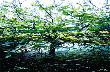 Green Leafs by Norbert Schã¤Fer Limited Edition Print