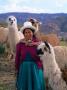 Inca Woman With Llamas, Peru by Bill Bachmann Limited Edition Print