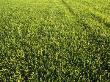 Commercially Grown Grass Sod by Charles Shoffner Limited Edition Print