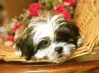 Shih-Tzu Puppy, Usa by Alan And Sandy Carey Limited Edition Print