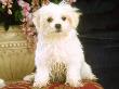 Maltese Puppy, Usa by Alan And Sandy Carey Limited Edition Print
