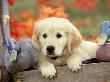 Golden Retriever, Puppy With Mallard Decoys In Autumn by Alan And Sandy Carey Limited Edition Print