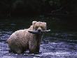 Brown Bear, Katmai National Park by Mark Newman Limited Edition Print