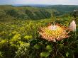 King Protea, Zuurberg Section Of The Addo Elephant National Park, Eastern Cape, South Africa by Roger De La Harpe Limited Edition Print