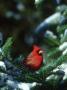 Northern Cardinal, Male In Fir Tree, Illinois by Daybreak Imagery Limited Edition Print