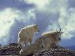 Mountain Goat, Nanny And Kid, Glacier National Park by Alan And Sandy Carey Limited Edition Print