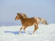 Appaloosa, Equus Caballus Running In Winter Montana by Alan And Sandy Carey Limited Edition Print