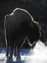 European Bison, Adult Female Showing Breath On Frosty Morning (Captive), Scotland by Mark Hamblin Limited Edition Print