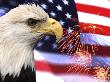 Eagle, Firework, Patriotism In The Usa by Bill Bachmann Limited Edition Print