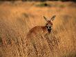 Kangaroo, Northern Territory, Australia by Jacob Halaska Limited Edition Pricing Art Print