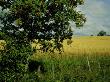 Rowan Tree, Behind Oat Field, Middle Finland by Heikki Nikki Limited Edition Print