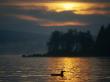 Single Loon At Sunrise, Lake Umbagog, Errol by Mark Hunt Limited Edition Print