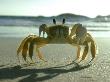 Ghost Crab, Bermuda by Oxford Scientific Limited Edition Print