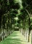 Avenue Of Lime Trees (Tilia) Chataeu Villandry, France by Mark Bolton Limited Edition Print