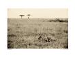 In The Tall Grass, Serengeti by Lorne Resnick Limited Edition Print