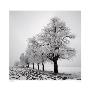 Frozen Trees by Josef Hoflehner Limited Edition Print