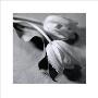 Two Tulips by Francine Zaslow Limited Edition Print