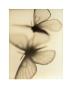 Butterflies by Sandi Fellman Limited Edition Pricing Art Print
