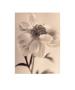 Peony by Sandi Fellman Limited Edition Print