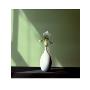 Orchid, C.1982 by Robert Mapplethorpe Limited Edition Print